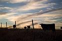 sunset cattle3434