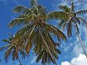 palms-sky0521