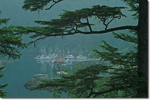 Elfin Cove Misty