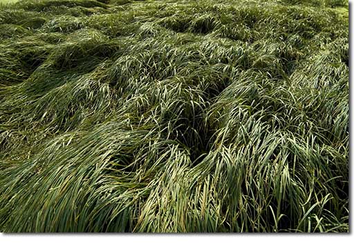 Tidal Grasses