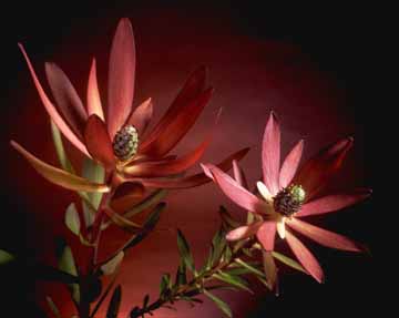 Sunset Protea